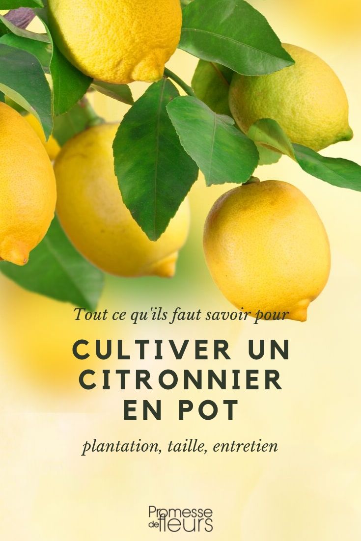 Citronnier en pot : tout ce qu'il faut savoir pour bien le cultiver et  l'entretenir