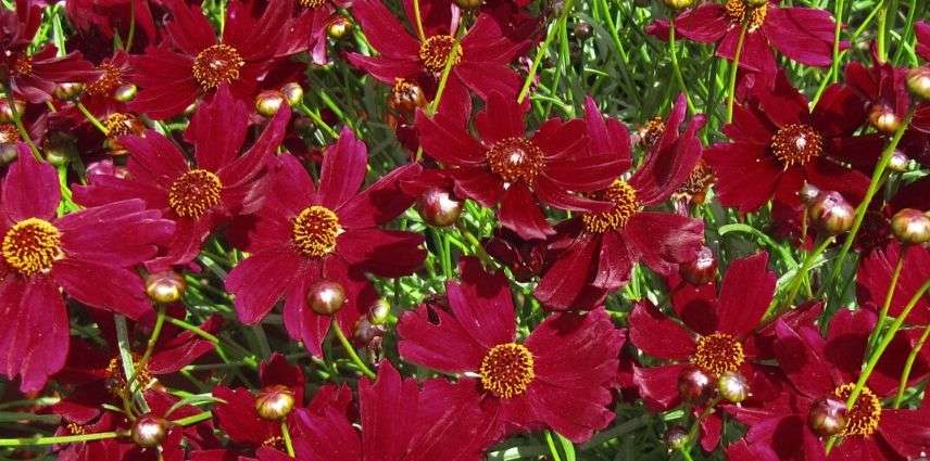 coreopsis ruby red