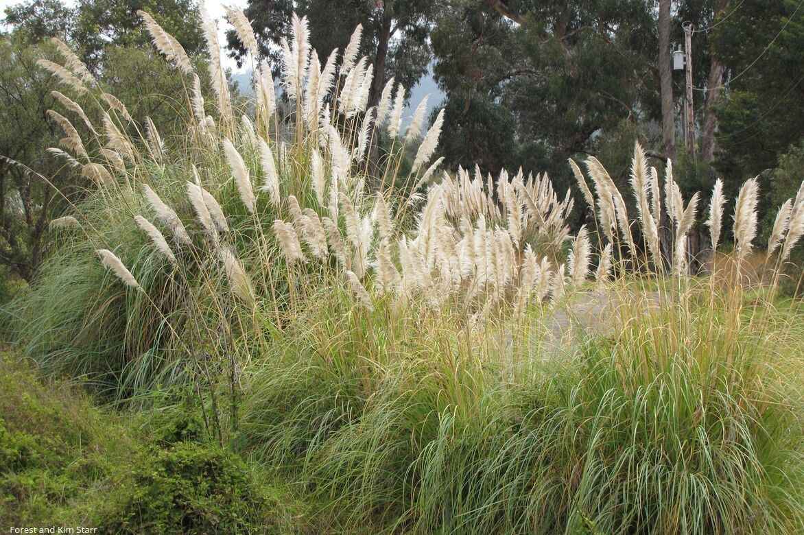 herbe de la pampa