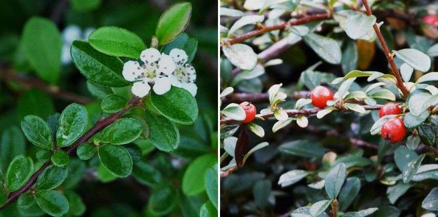 cotoneaster