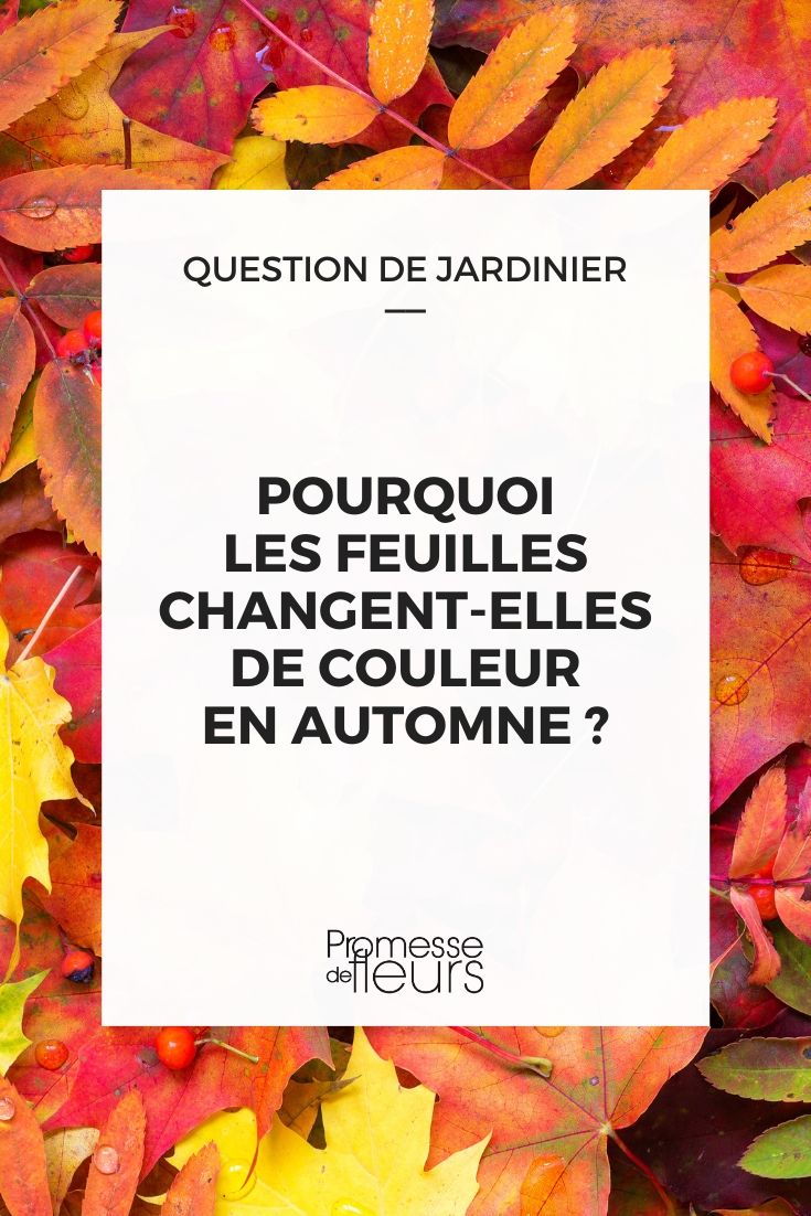 coloration des feuilles en automne : explications