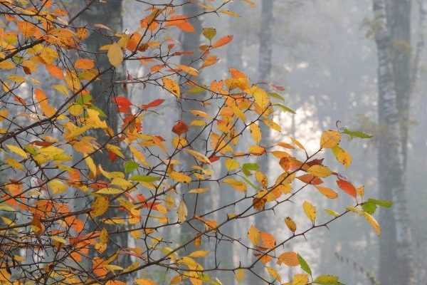 Pourquoi les feuilles changent de couleur et tombent en automne ?