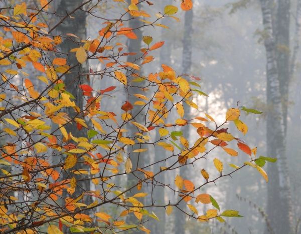 Pourquoi les feuilles changent de couleur et tombent en automne ?