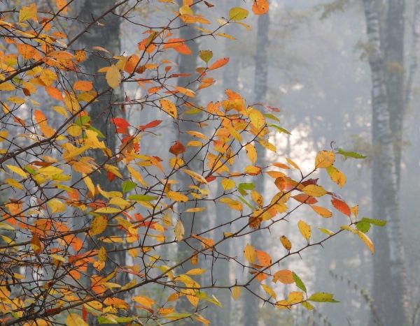 Le ramassage des feuilles : que dit la loi ? - Promesse de Fleurs