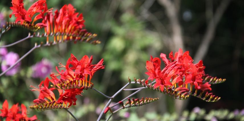 montbretia