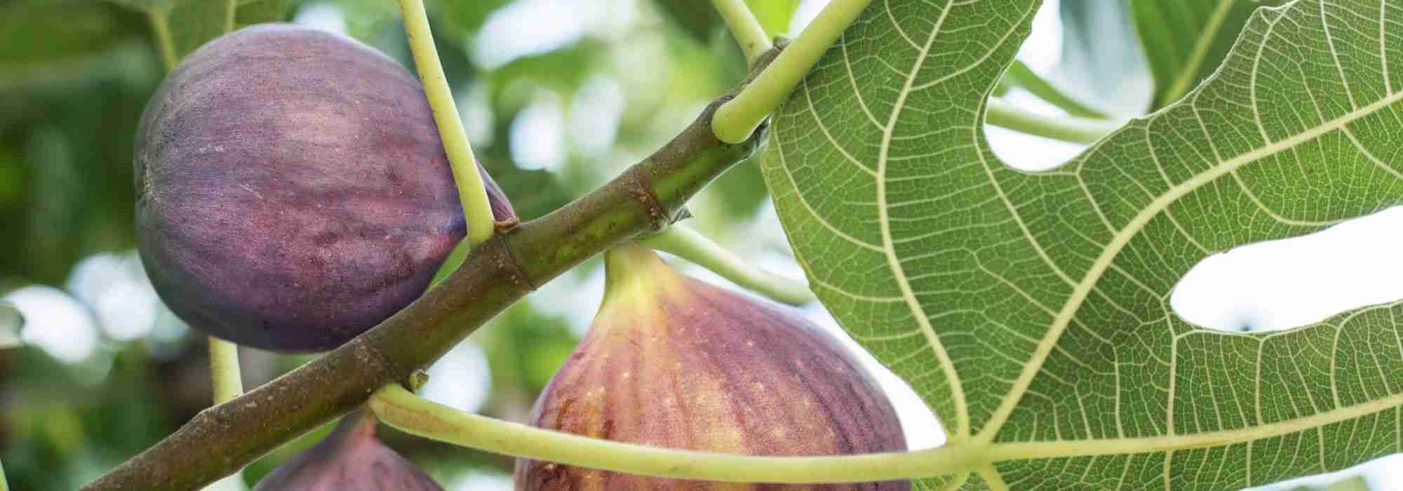 Figuier : comment choisir la bonne variété ?