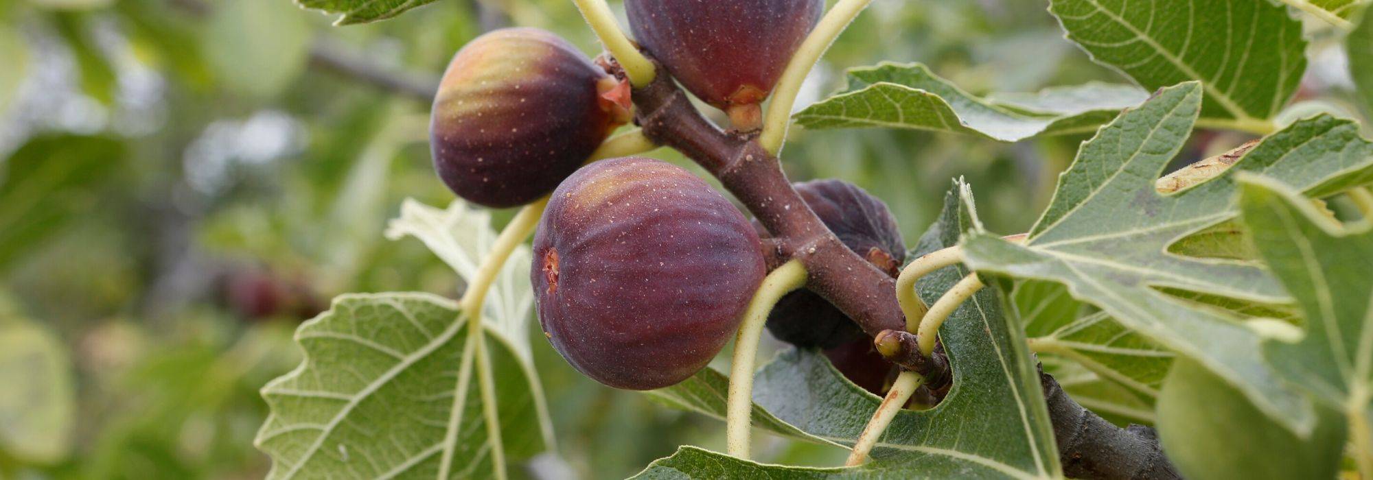 Figuier, Ficus carica : planter, tailler et entretenir