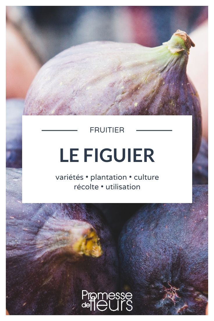 ficus carica tout savoir