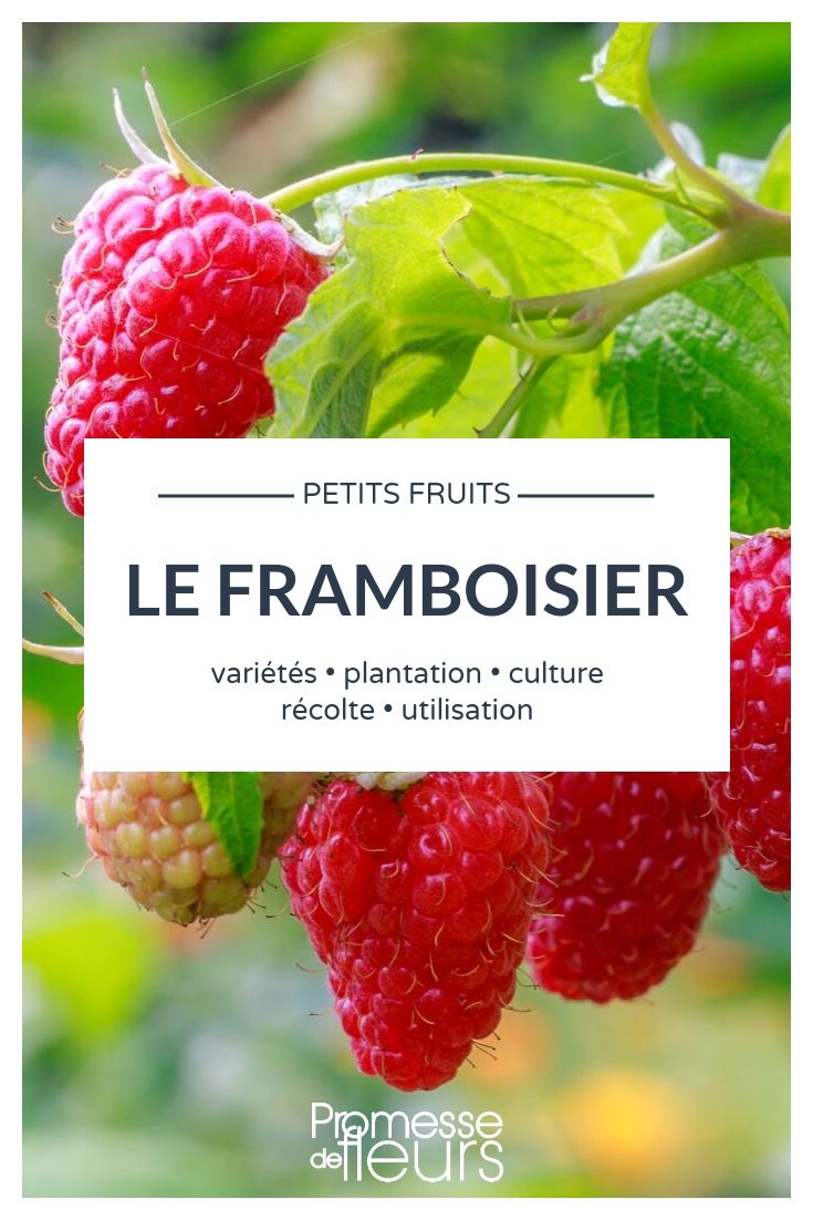 Framboisier : lequel choisir, comment le planter, remontant ou non