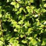 Griselinia, Griseline : planter, tailler et entretenir