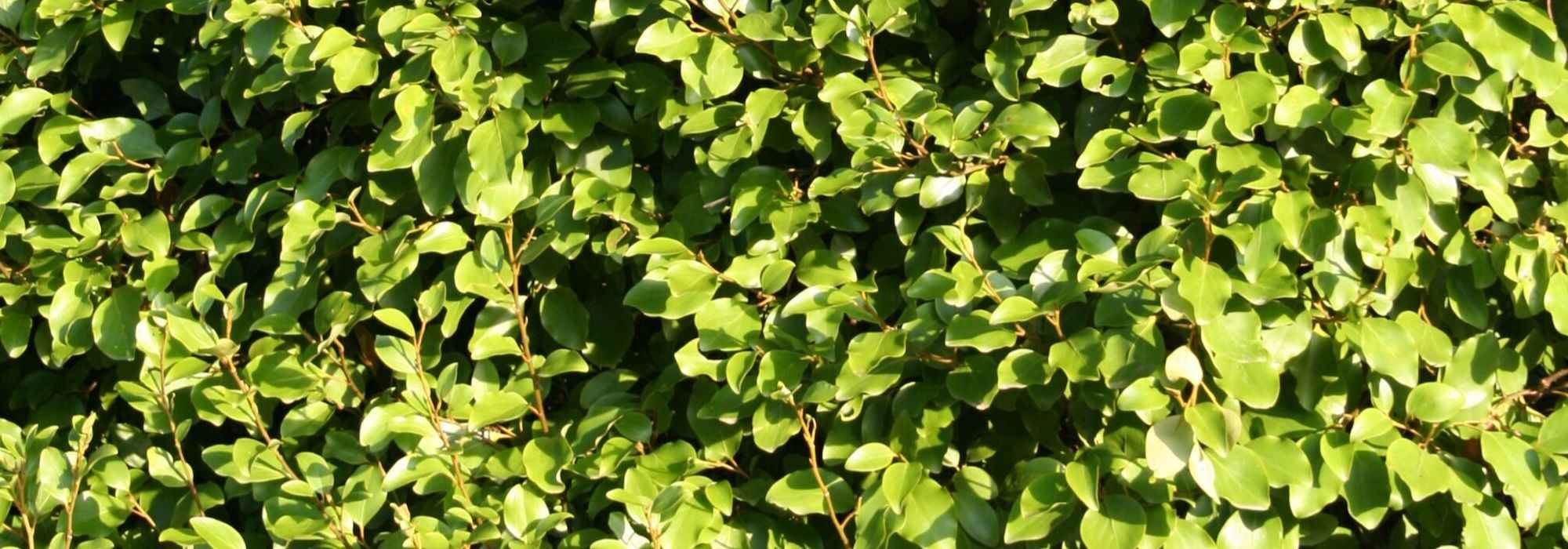 Griselinia, Griseline : planter, tailler et entretenir