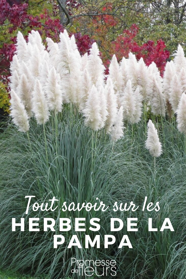 cortaderia tout savoir