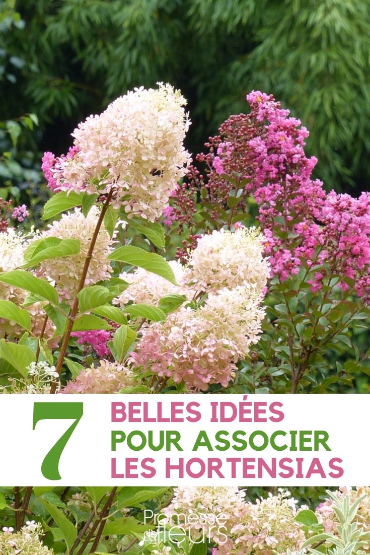 Associer les hortensias : 7 idées