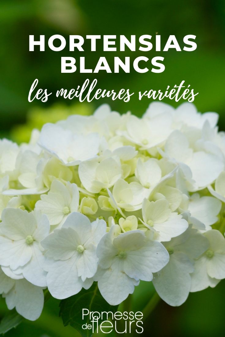 hortensia blanc : les meilleurs