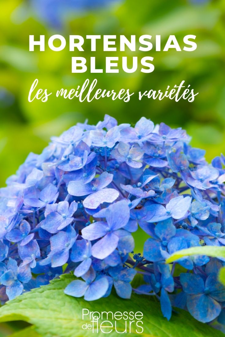 Hortensia à fleurs bleues : les meilleurs