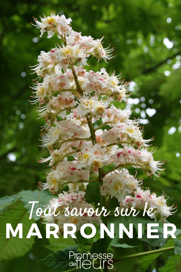 aesculus tout savoir