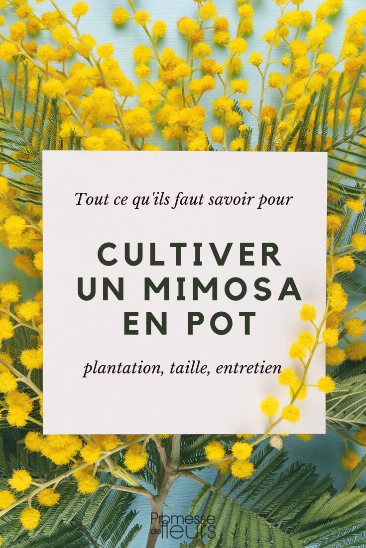 Mimosa en pot : conseils de culture