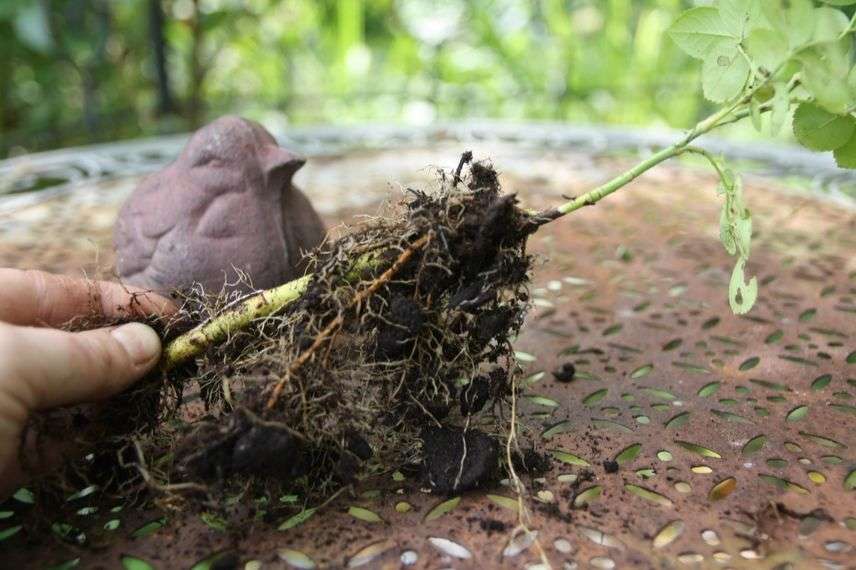 multiplier ses plantes par bouturage