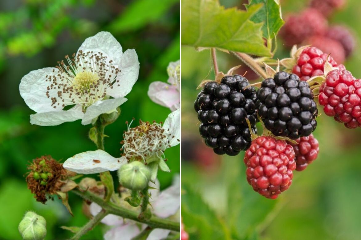 rubus, ronce
