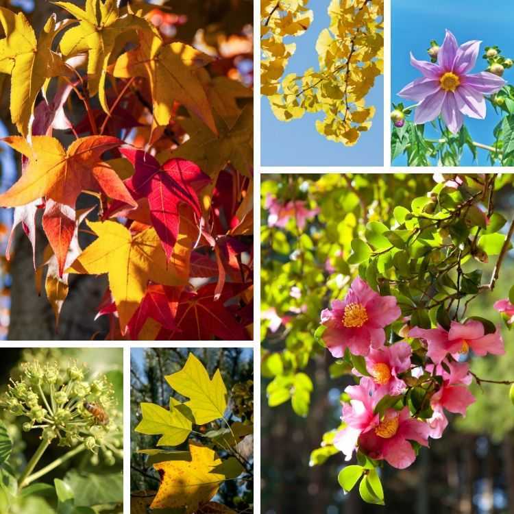 feuillages colorés et floraisons du mois de novembre