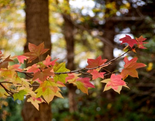 Novembre 2019 au jardin