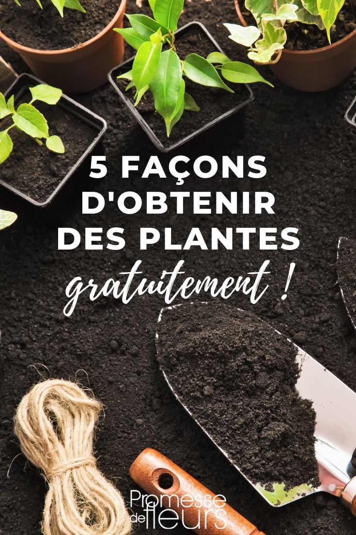 plantes gratuite : 5 façons de les obtenir