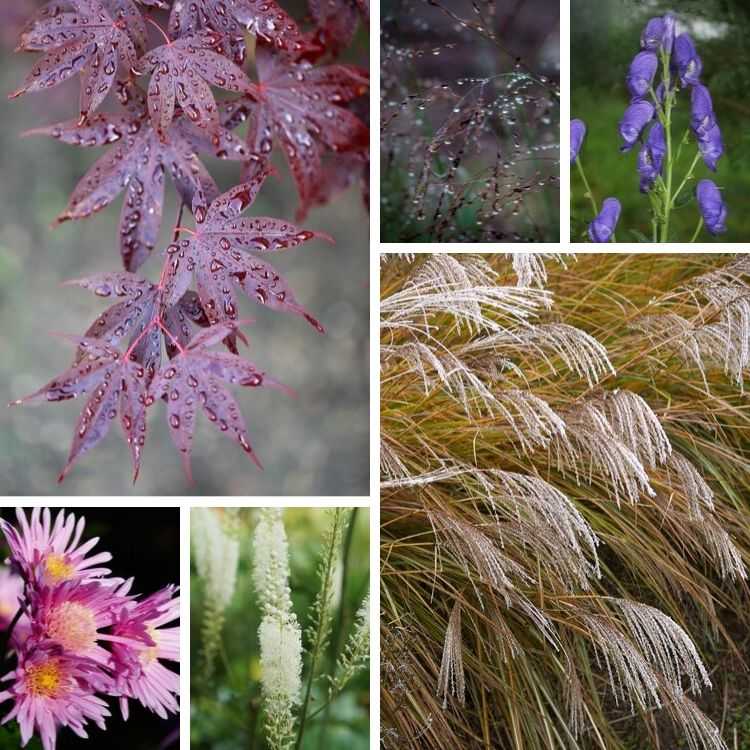 les fleurs et feuillage d'octobre au jardin