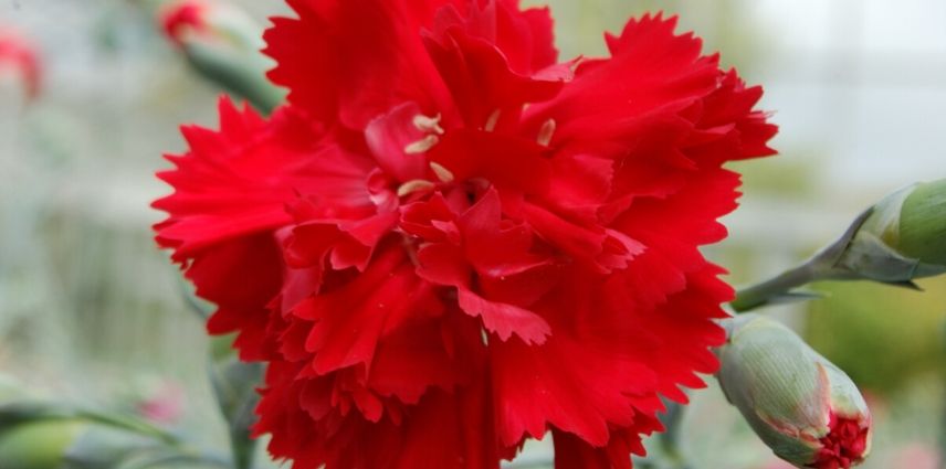 dianthus lady in red