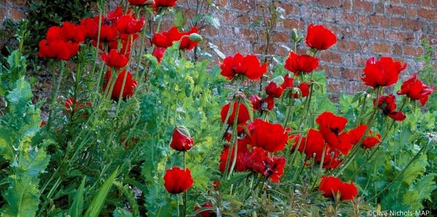 papaver beauty of livermere