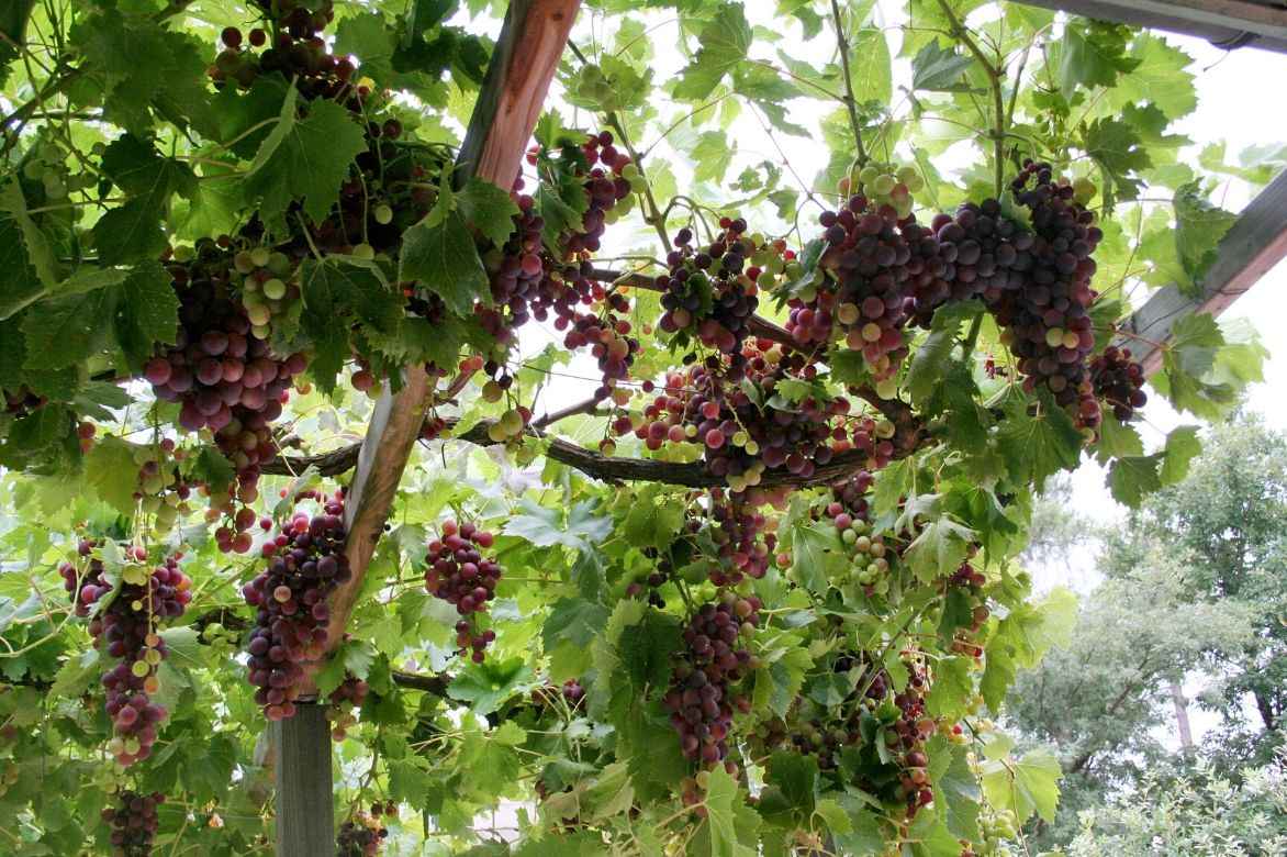 plantation d'une vigne à raisin