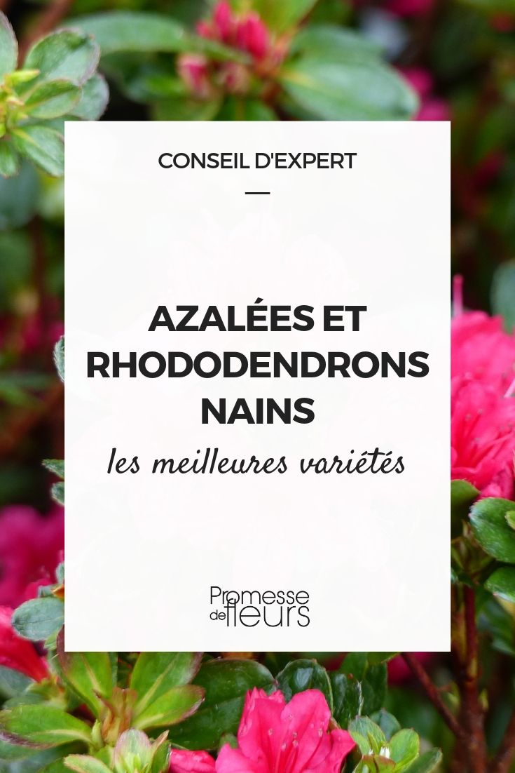 azalées et rhododendrons nains : les meilleurs variétés