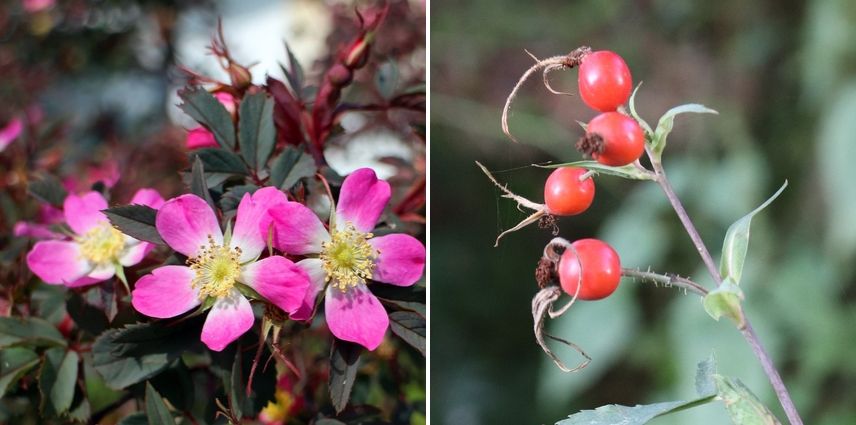 rosa glauca ou rubrifolia et cynorhodons