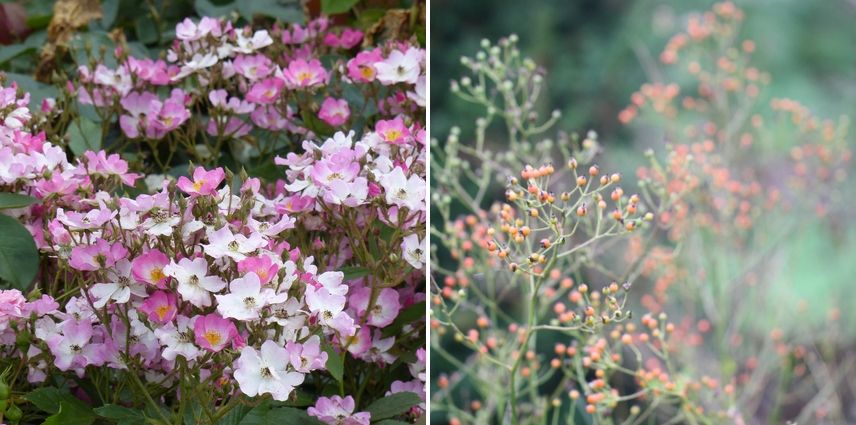 rosa ballerina et cynorhodons