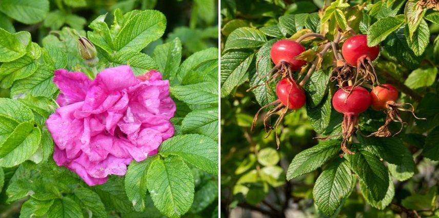 rosa rugosa hansa et cynorhodons