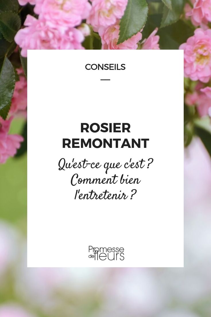 Rosier remontant : définition, conseil de culture