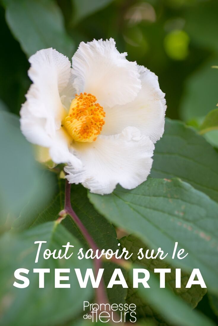 faux-camellia tout savoir