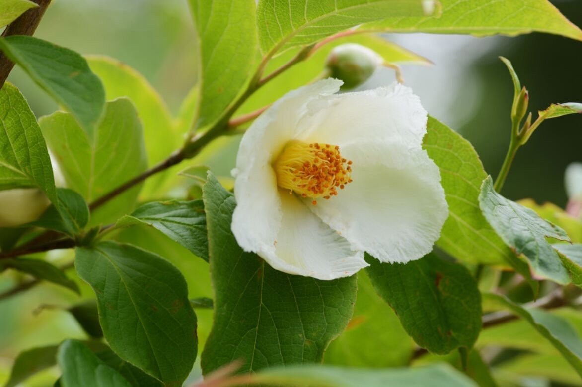 faux-camellia