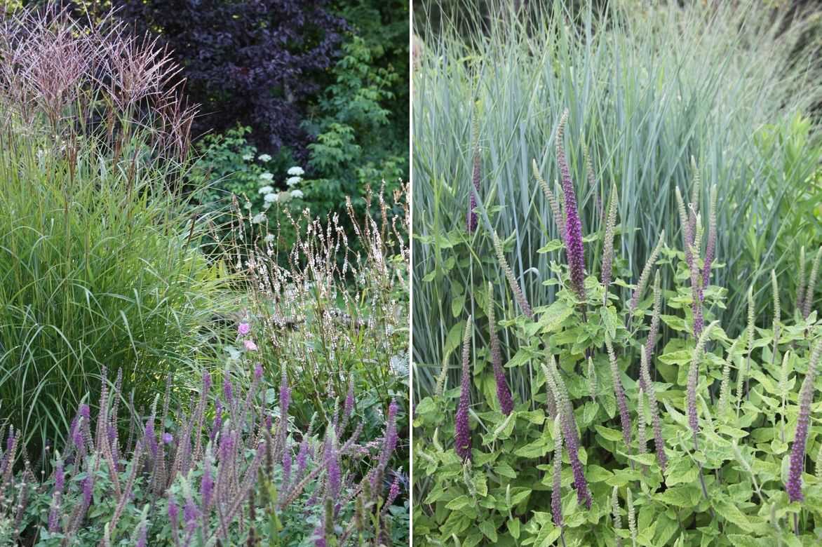 teucrium germandrée