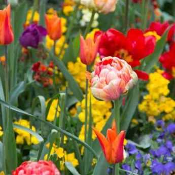Tulipe : 7 belles idées d'association