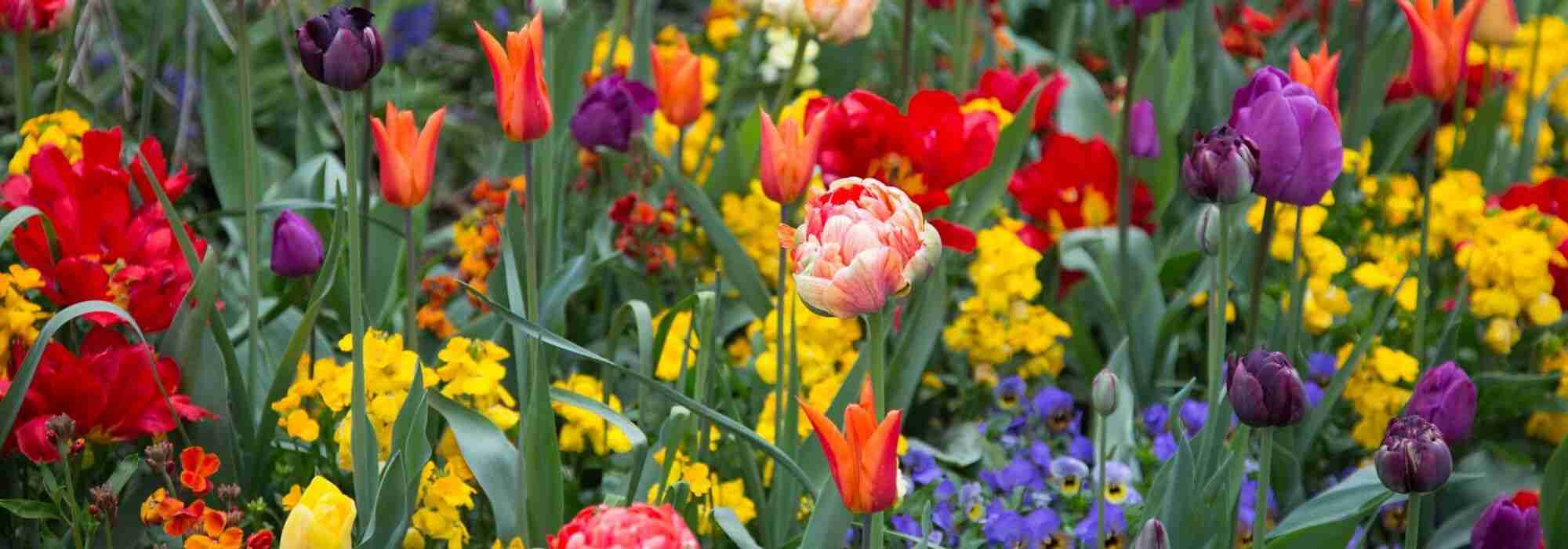 Tulipe : 7 belles idées d'association