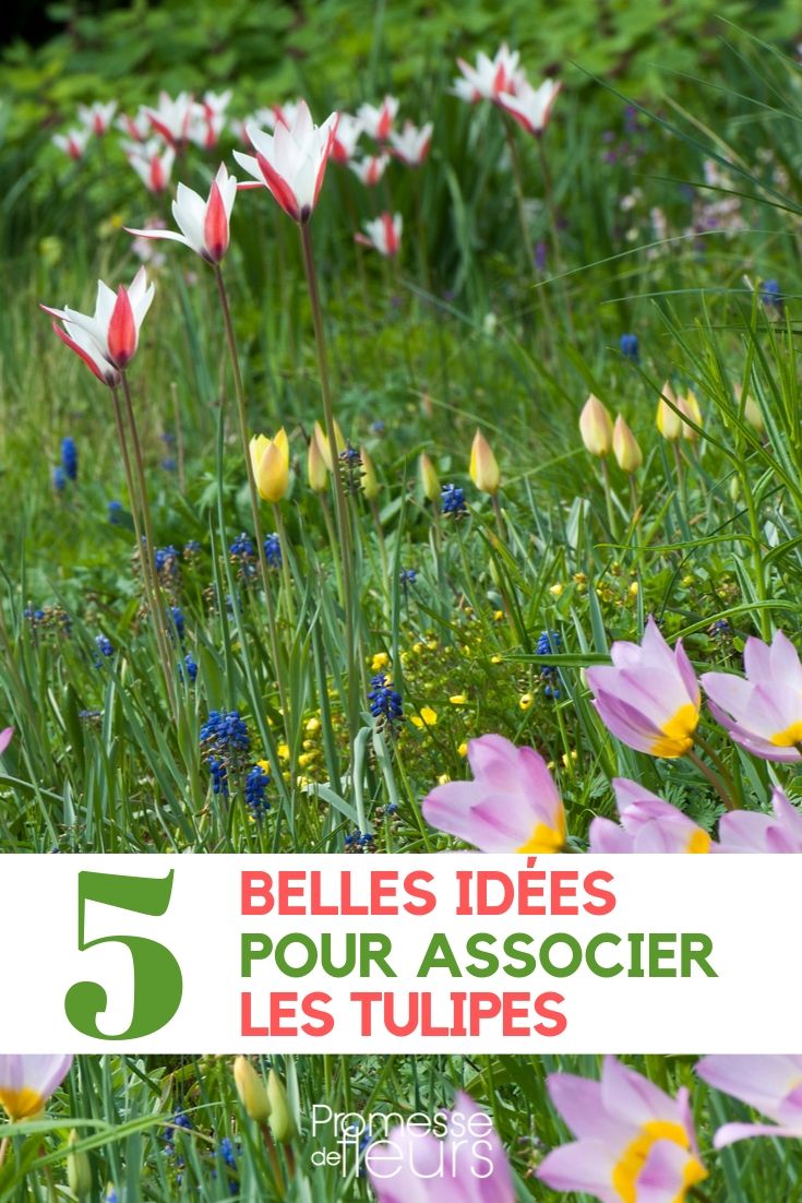 associer la tulipe au jardin