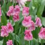 Tulipes : 10 nouvelles variétés pour le printemps 2020