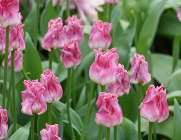 Tulipes : 10 nouvelles variétés pour le printemps 2020