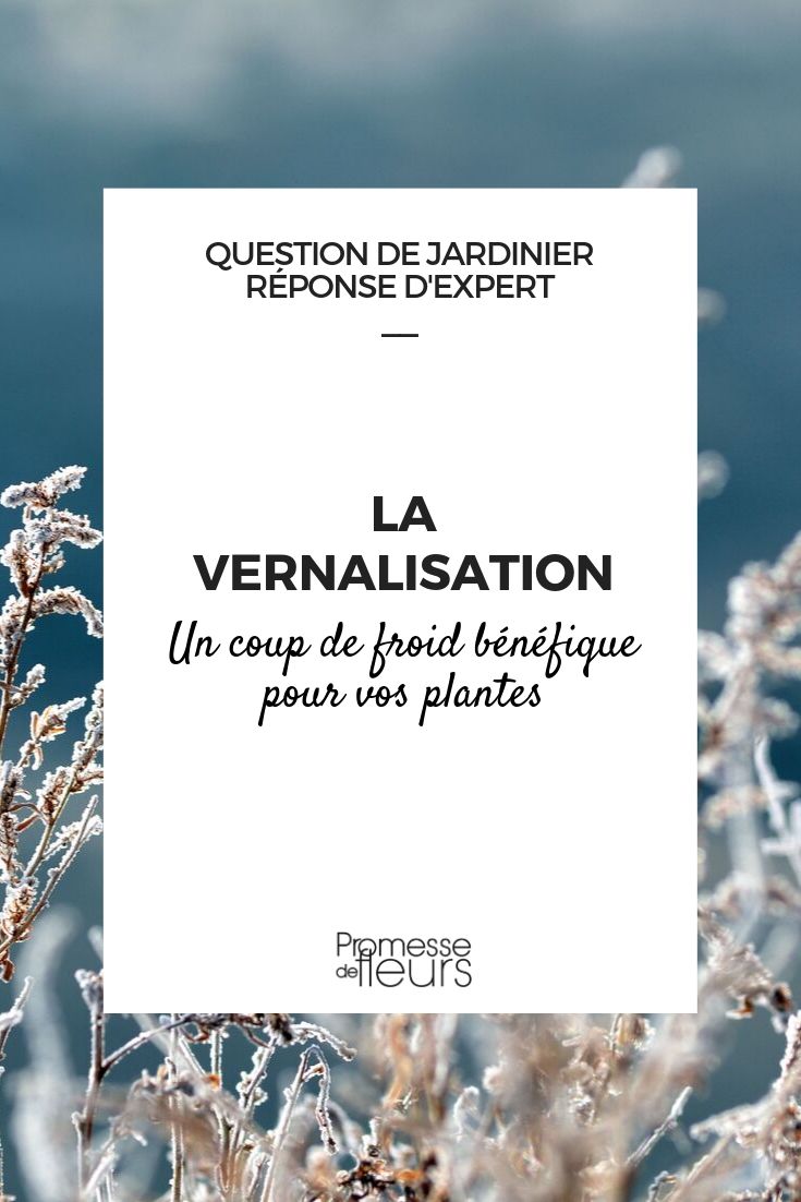 La vernalisation : définition, intérêt