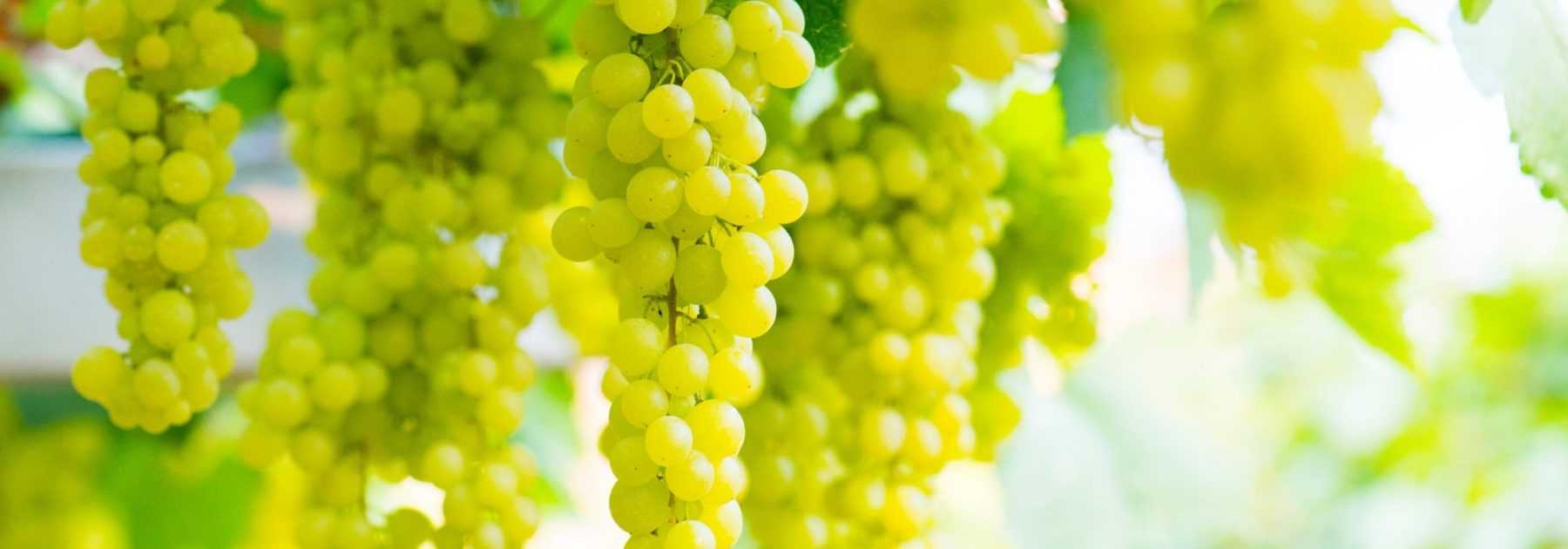 Vigne à raisin : plantation, culture, taille