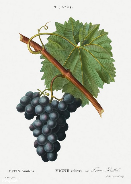 vigne à raisin