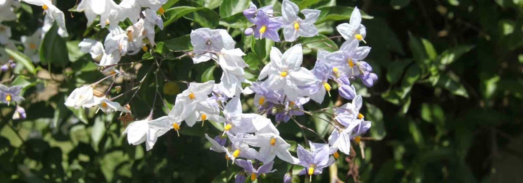 10 plantes grimpantes pour climat doux