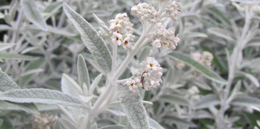 buddleia silver anniversary