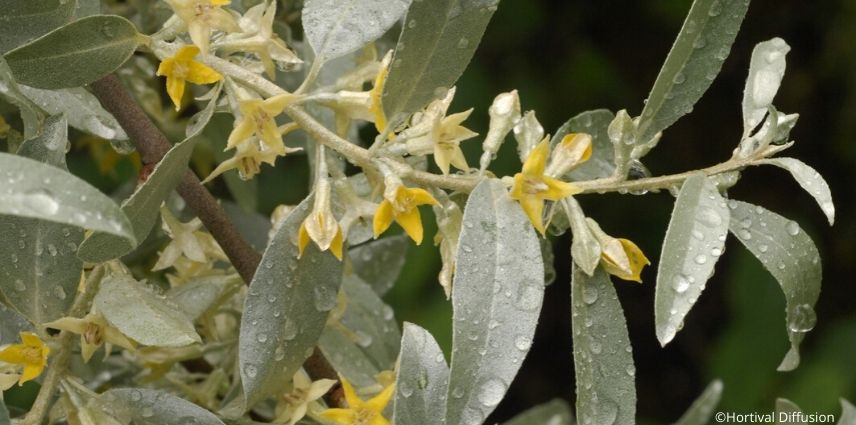 elaeagnus zempin