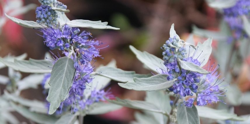 caryopteris sterling silver